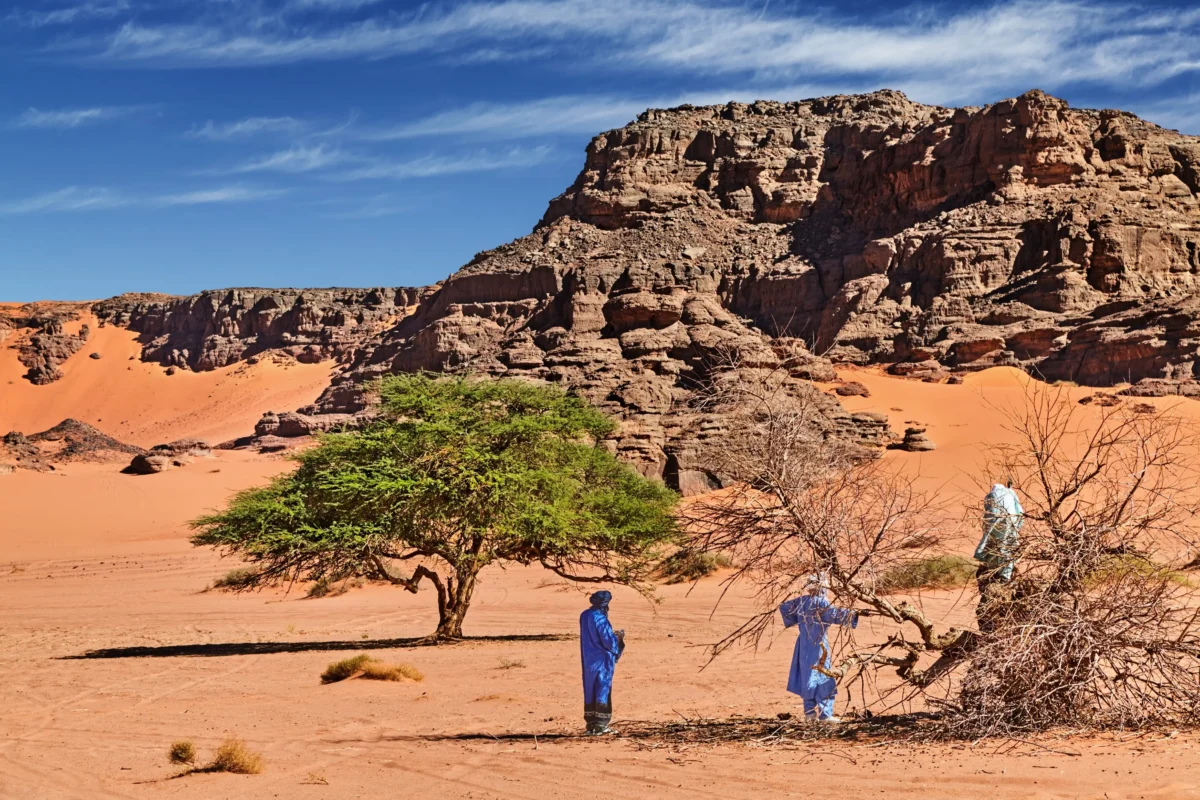 Příroda na Sahaře. 
