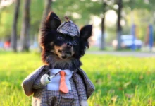 Čivava je převlečená jako Sherlock.