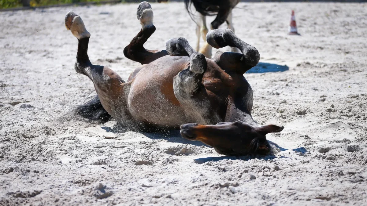 shutterstock_1750235738-2