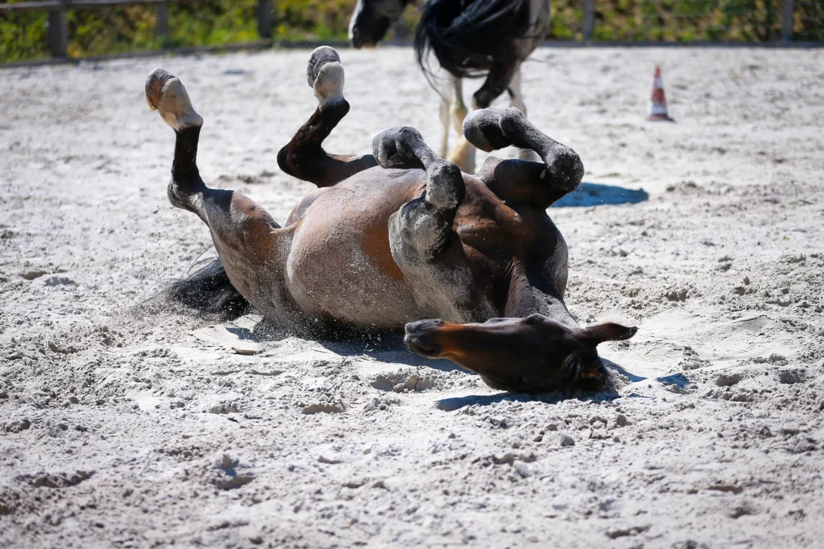 shutterstock_1750235738-2