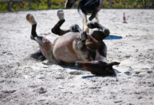 shutterstock_1750235738-2