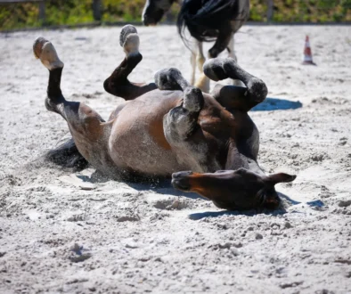 shutterstock_1750235738-2