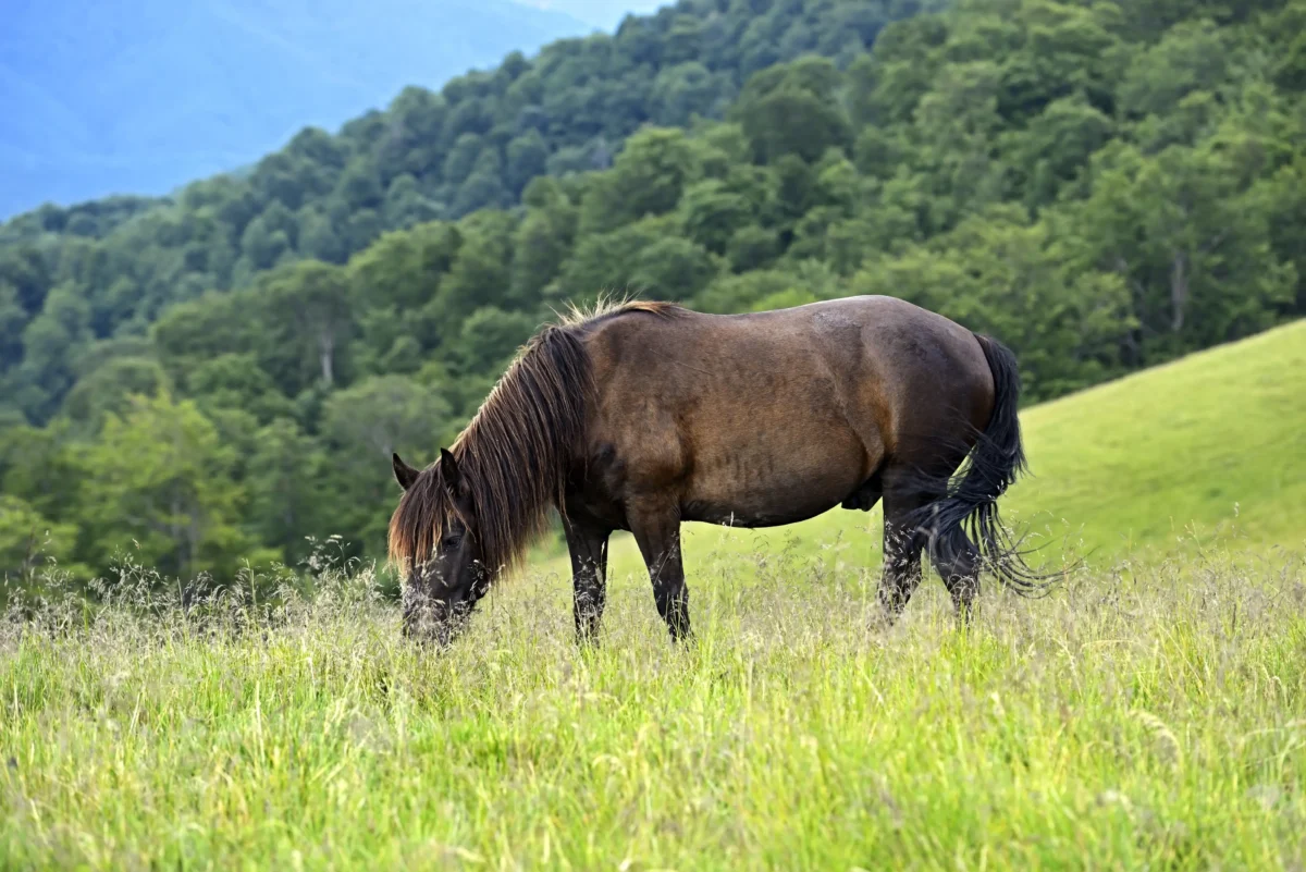 Kůň se pase na louce.
