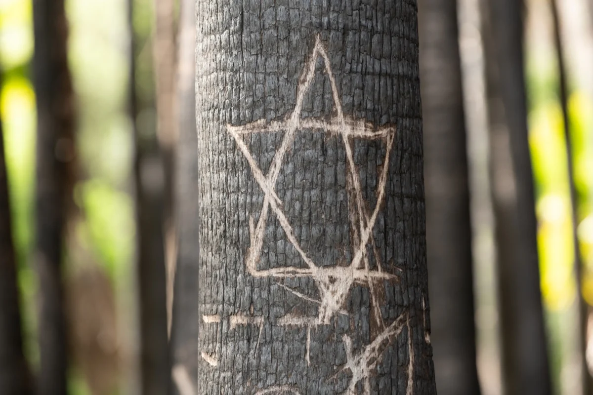 Židovská hvězda vyrytá na stromě.