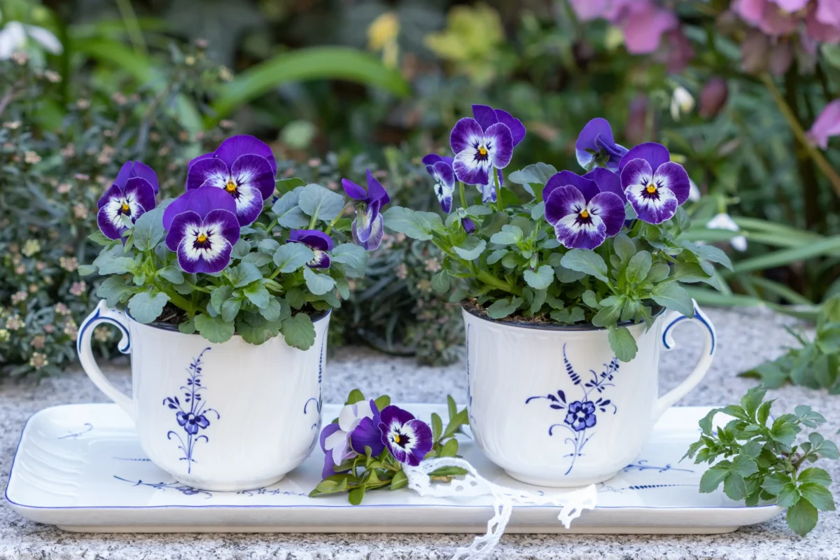 V hrncích jsou fialky. 