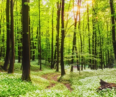 Příroda je krásná i nebezpečná zároveň. Zdroj: Shutterstock