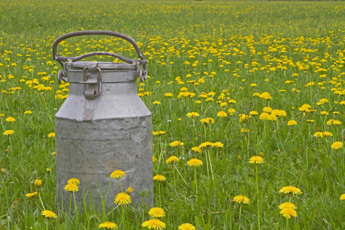 stará nádoba na mléko