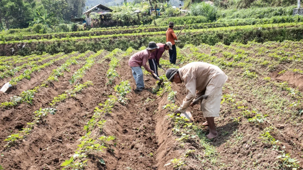 Lidé pěstující batáty.