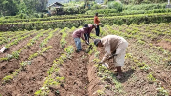 Lidé pěstující batáty.