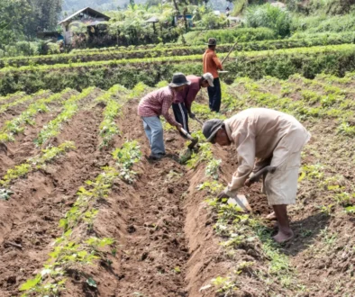 Lidé pěstující batáty.