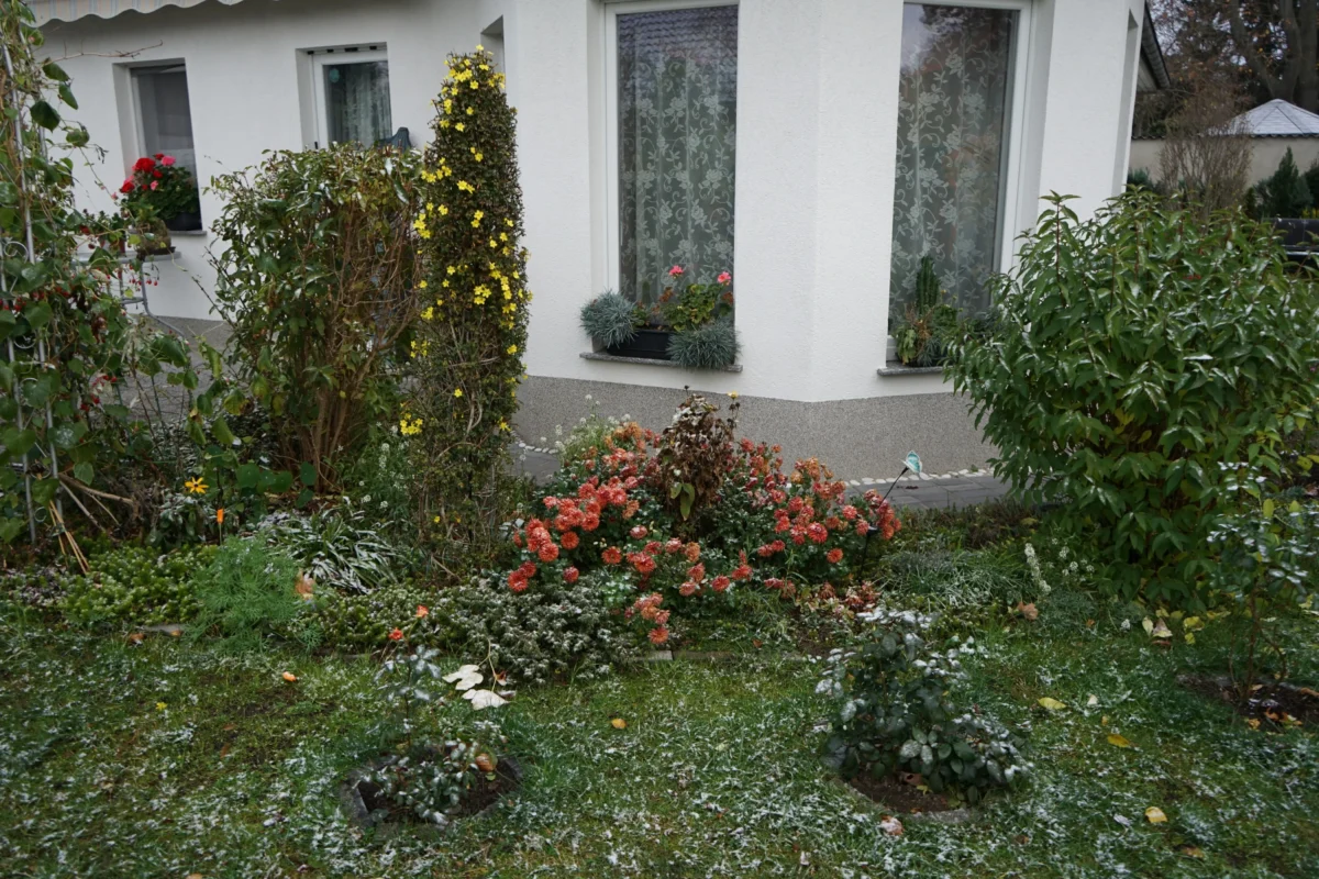 Křestní jméno zní stejně jako název keře. Zdroj: Shutterstock | TVGURU.cz Keř jasmínu.