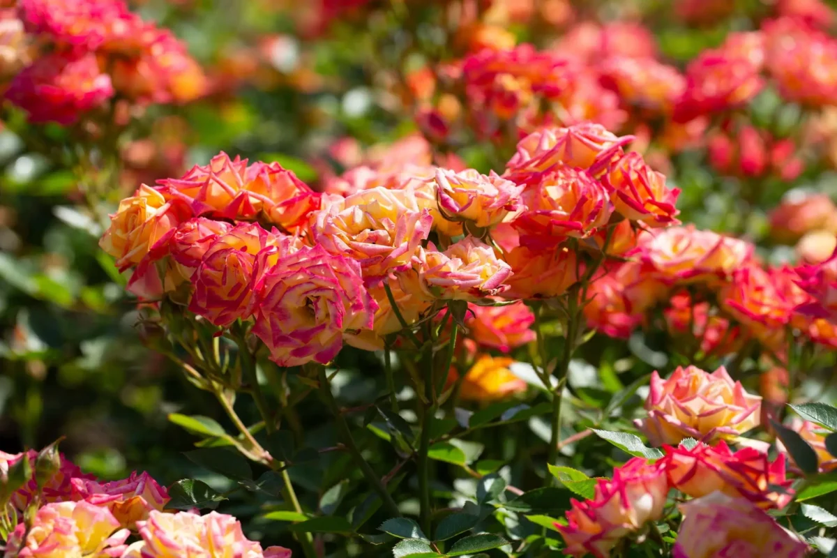 Růže, květina s trny, dala jméno Růženám. Zdroj: Shutterstock