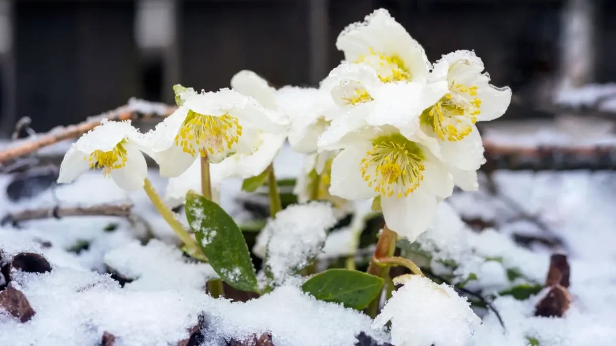 Takhle to nyní vypadá na mnoha českých zahradách. A asi bude hůř...
