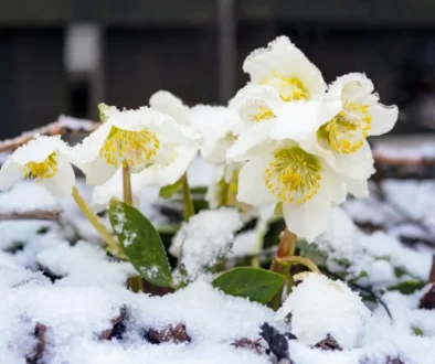 Takhle to nyní vypadá na mnoha českých zahradách. A asi bude hůř...