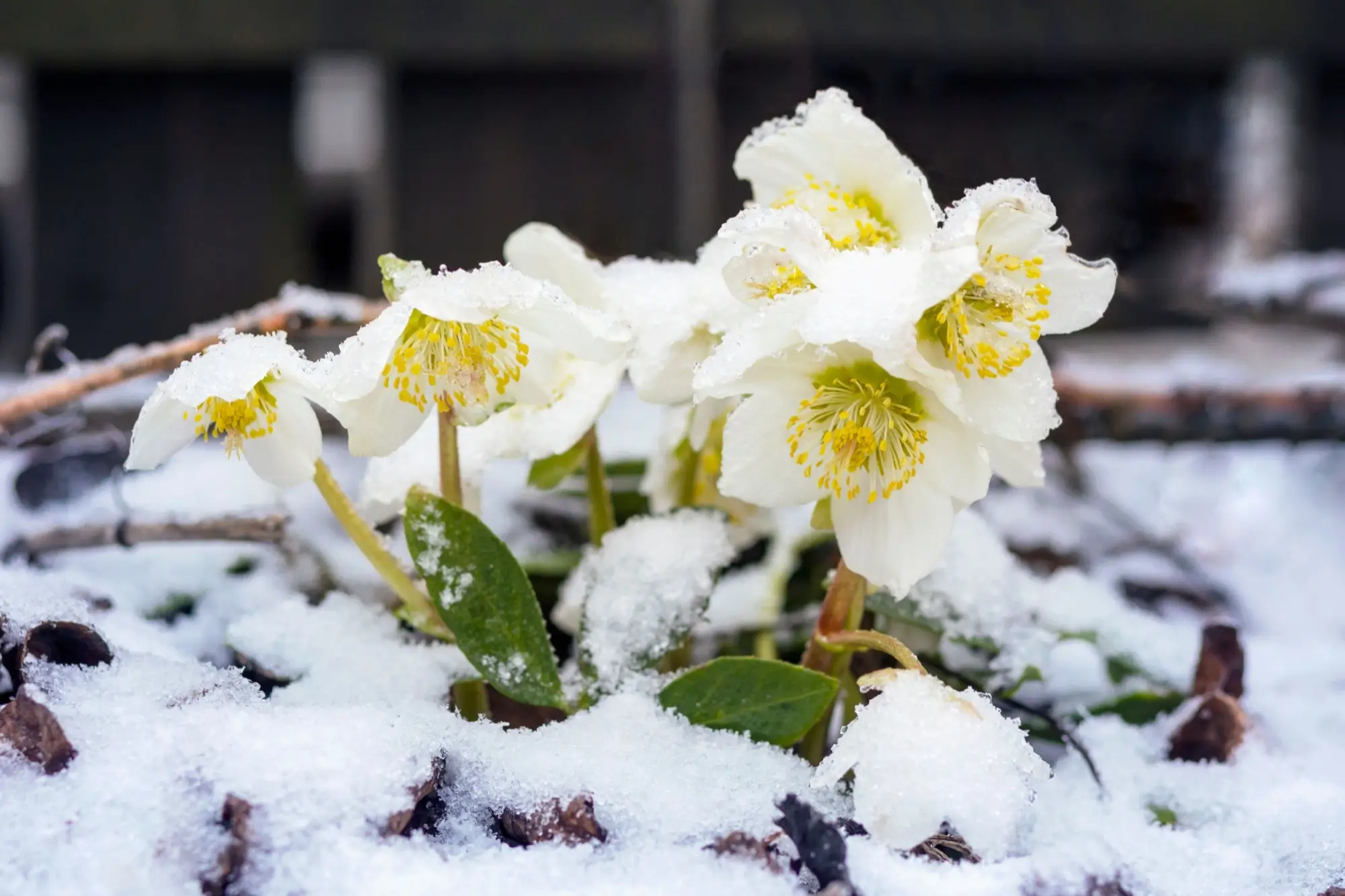 Takhle to nyní vypadá na mnoha českých zahradách. A asi bude hůř...