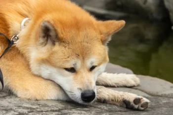 Akita Inu leží.