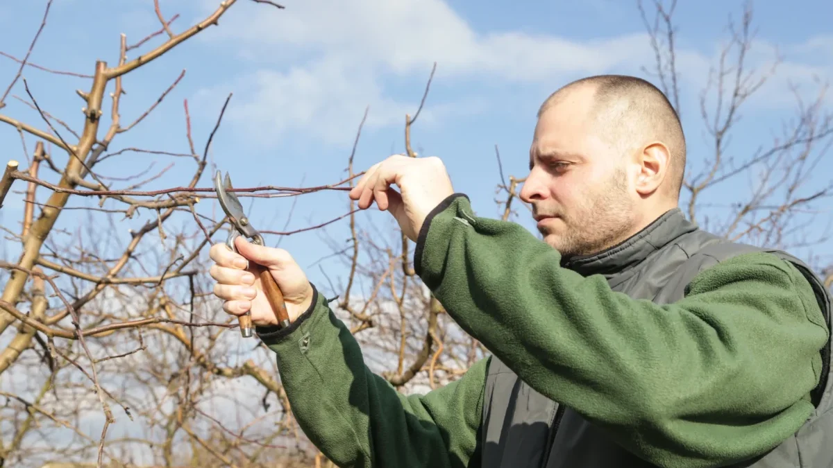 Muž zastřihává stromek.