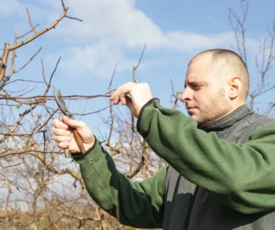 Muž zastřihává stromek.