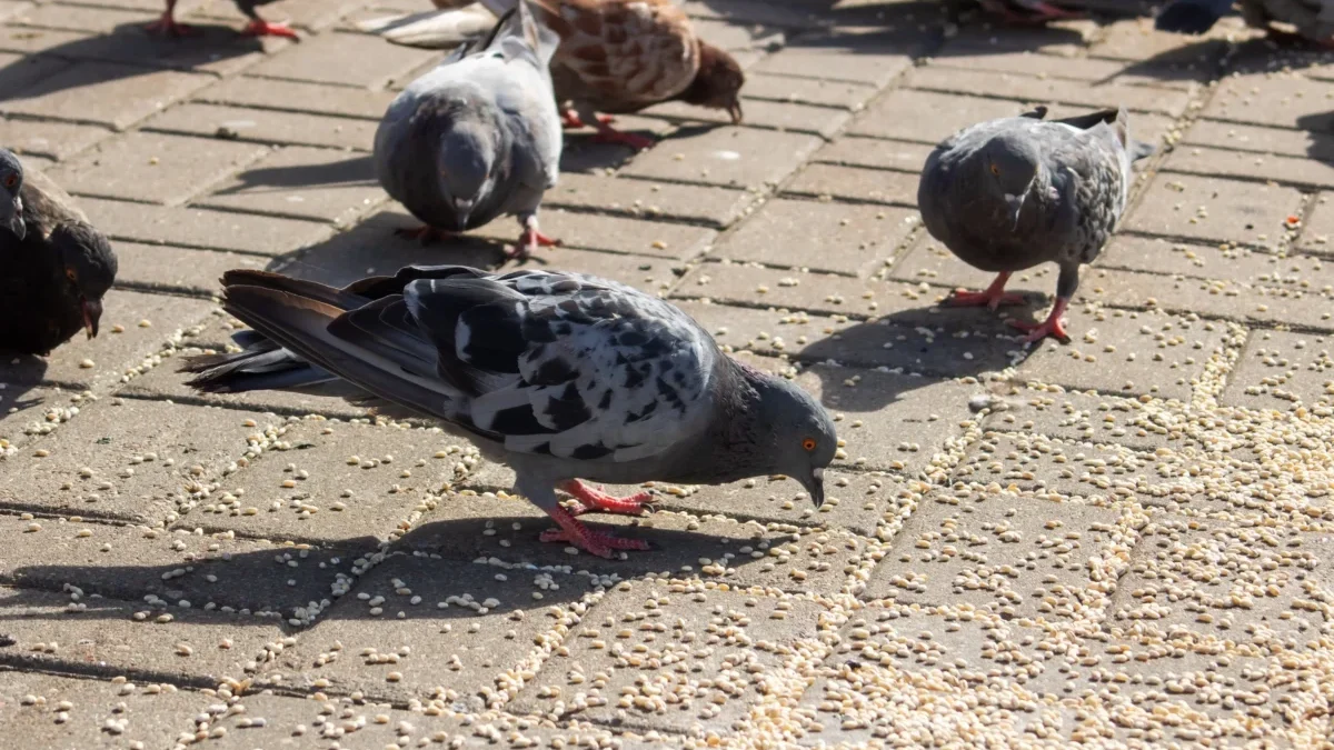 Holuby na ulici