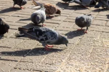 Holuby na ulici