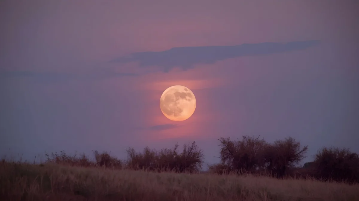 pink moon | TVGURU.cz růžový měsíc
