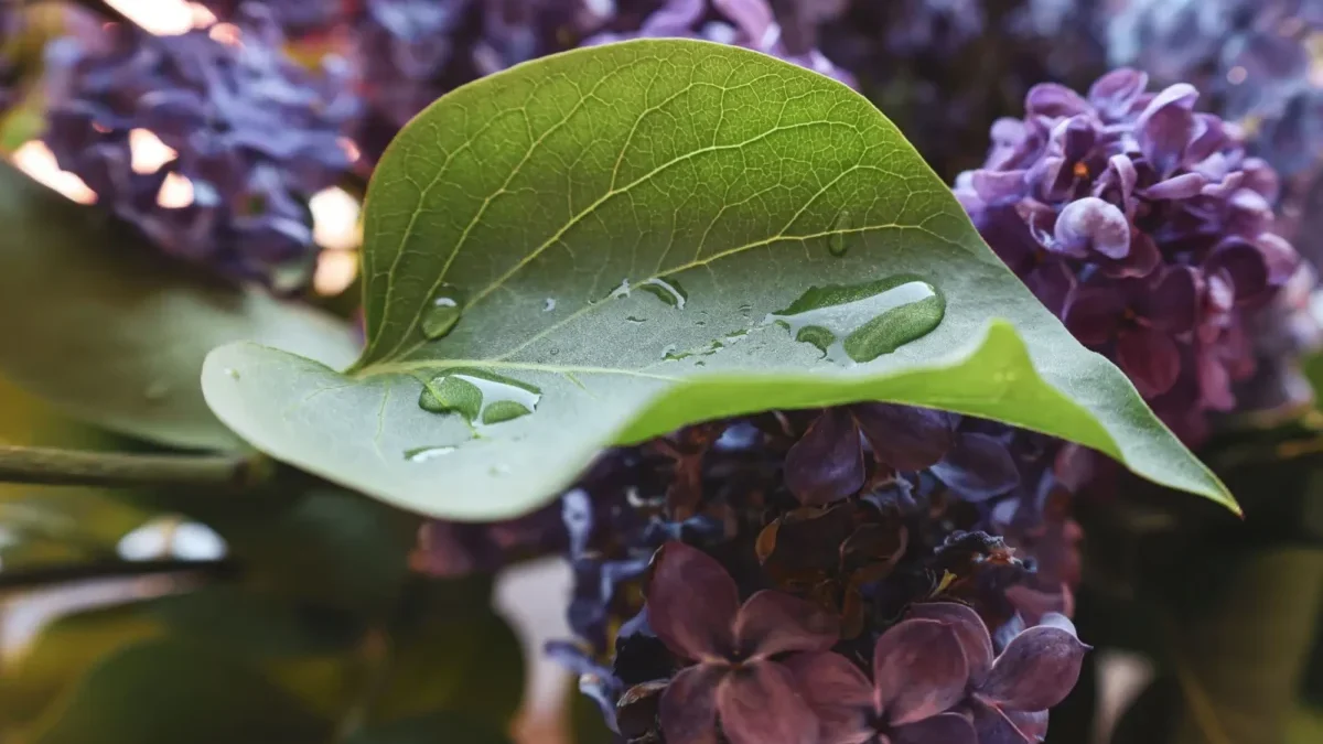 Vůně šeříku k máji patří za každého počasí