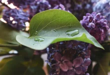 Vůně šeříku k máji patří za každého počasí