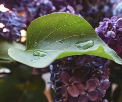 Vůně šeříku k máji patří za každého počasí