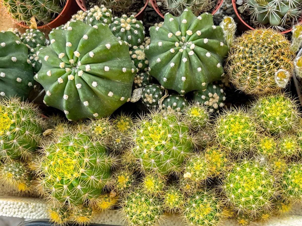 Několik druhů kaktusů