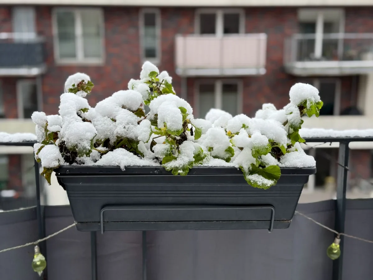 Na balkoně je zasněžený truhlík s rostlinami.