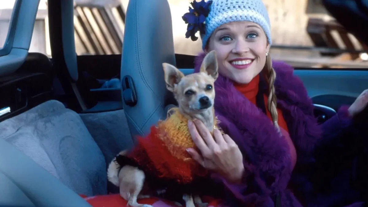 Film Pravá blondýnka čivavám tak trochu uškodil. Zdroj: Profimedia