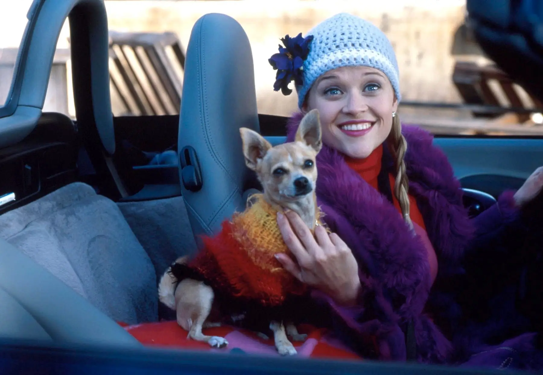 Film Pravá blondýnka čivavám tak trochu uškodil. Zdroj: Profimedia