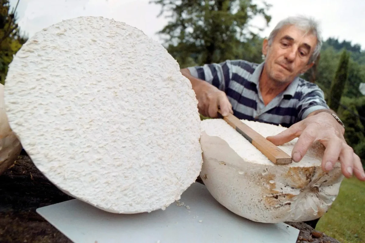 Jedlá pýchavka je uvnitř bílá. Zdroj: Profimedia | TVGURU.cz Jedlá pýchavka je uvnitř bílá. Zdroj: Profimedia