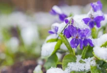 Fialky pod sněhem