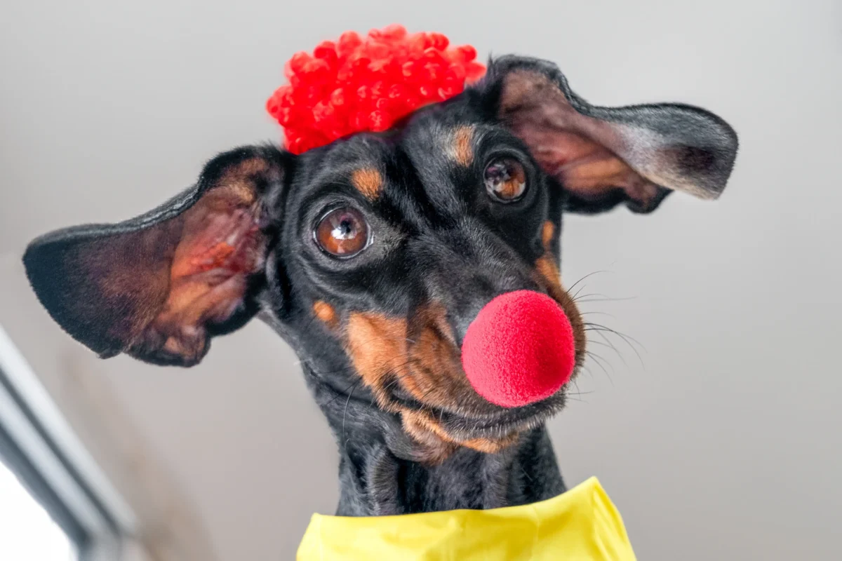 Vtipně ozdobený pejsek