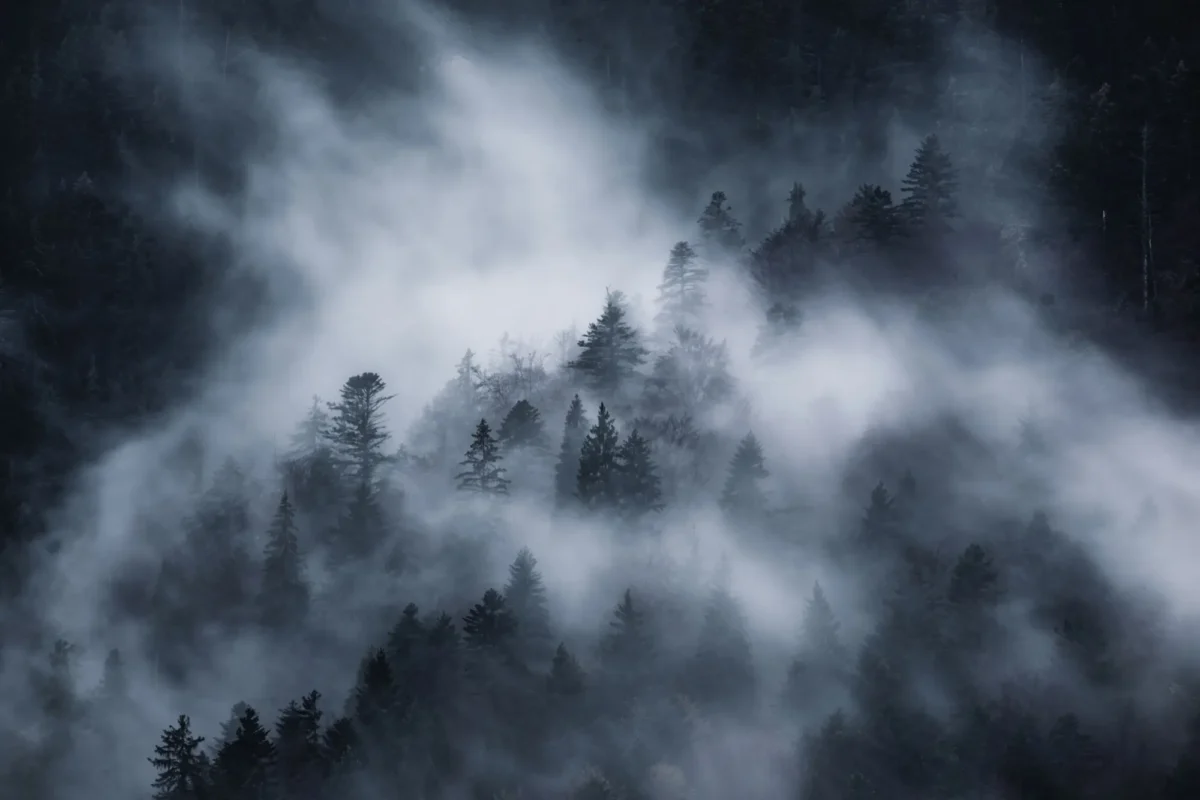 temnotou zahalený les