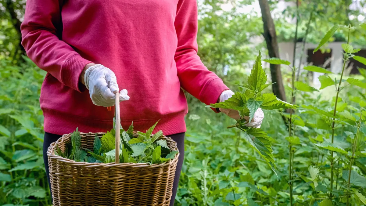 Sbírání kopřiv do košíku.