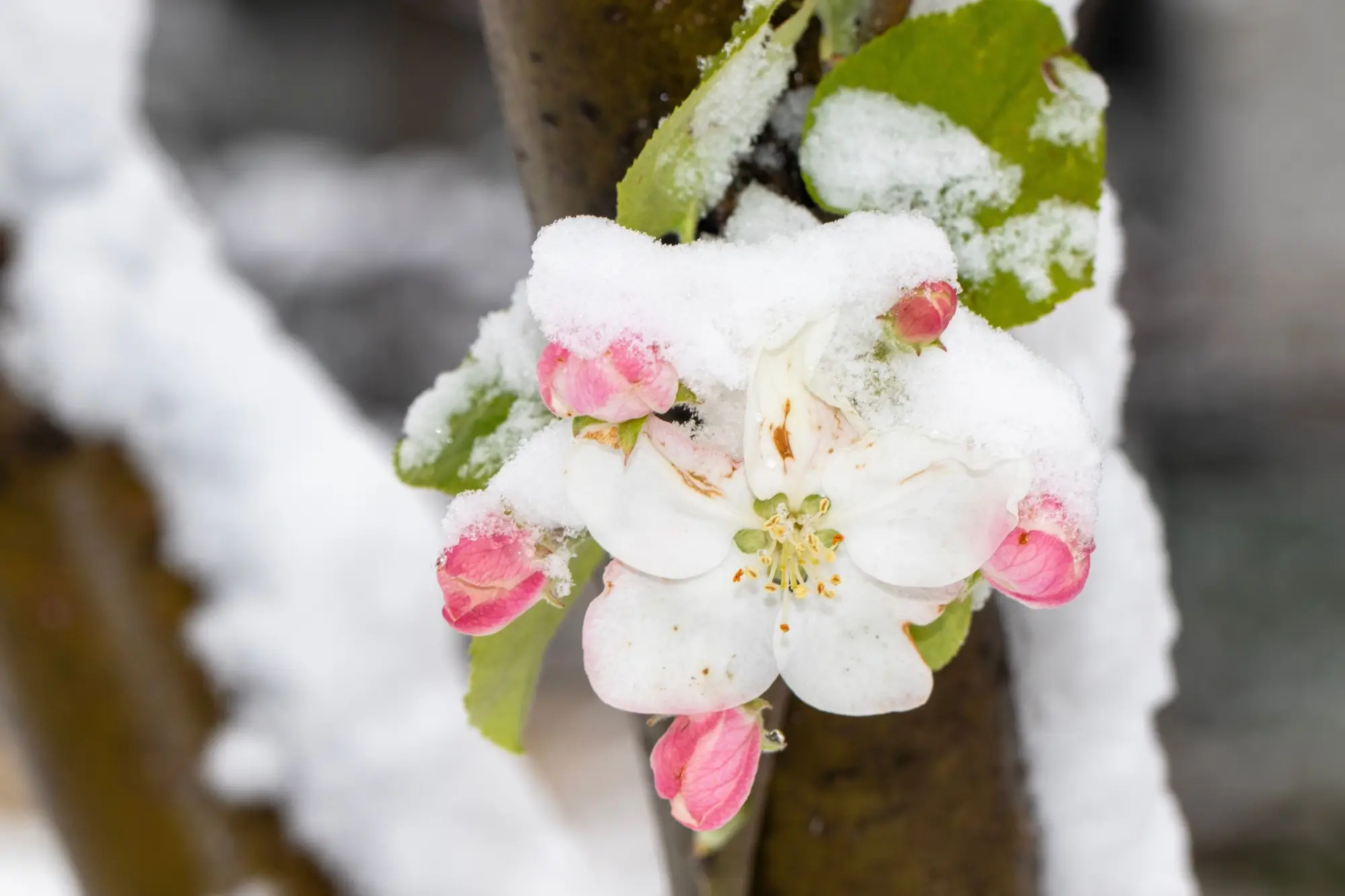 Přečkají to nebo zmrznou?