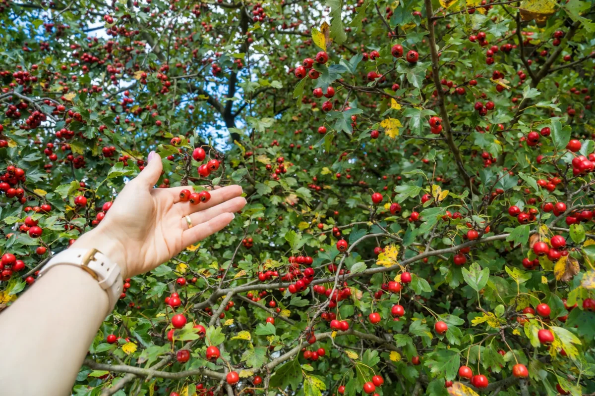 ruka natahující se pro červené plody