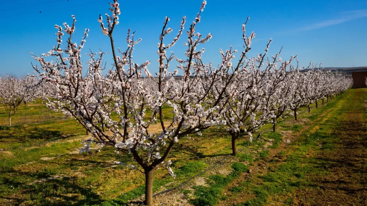 Meruňkové sady jsou v ohrožení