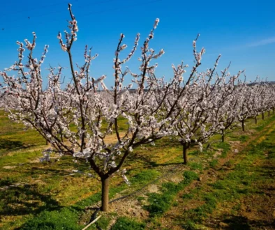Meruňkové sady jsou v ohrožení