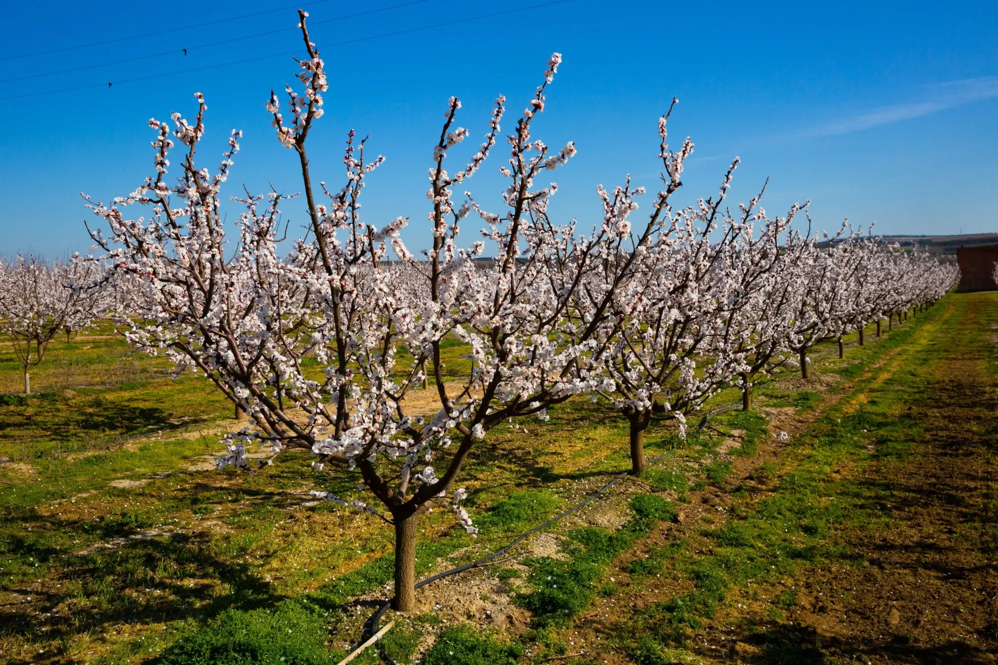 Meruňkové sady jsou v ohrožení