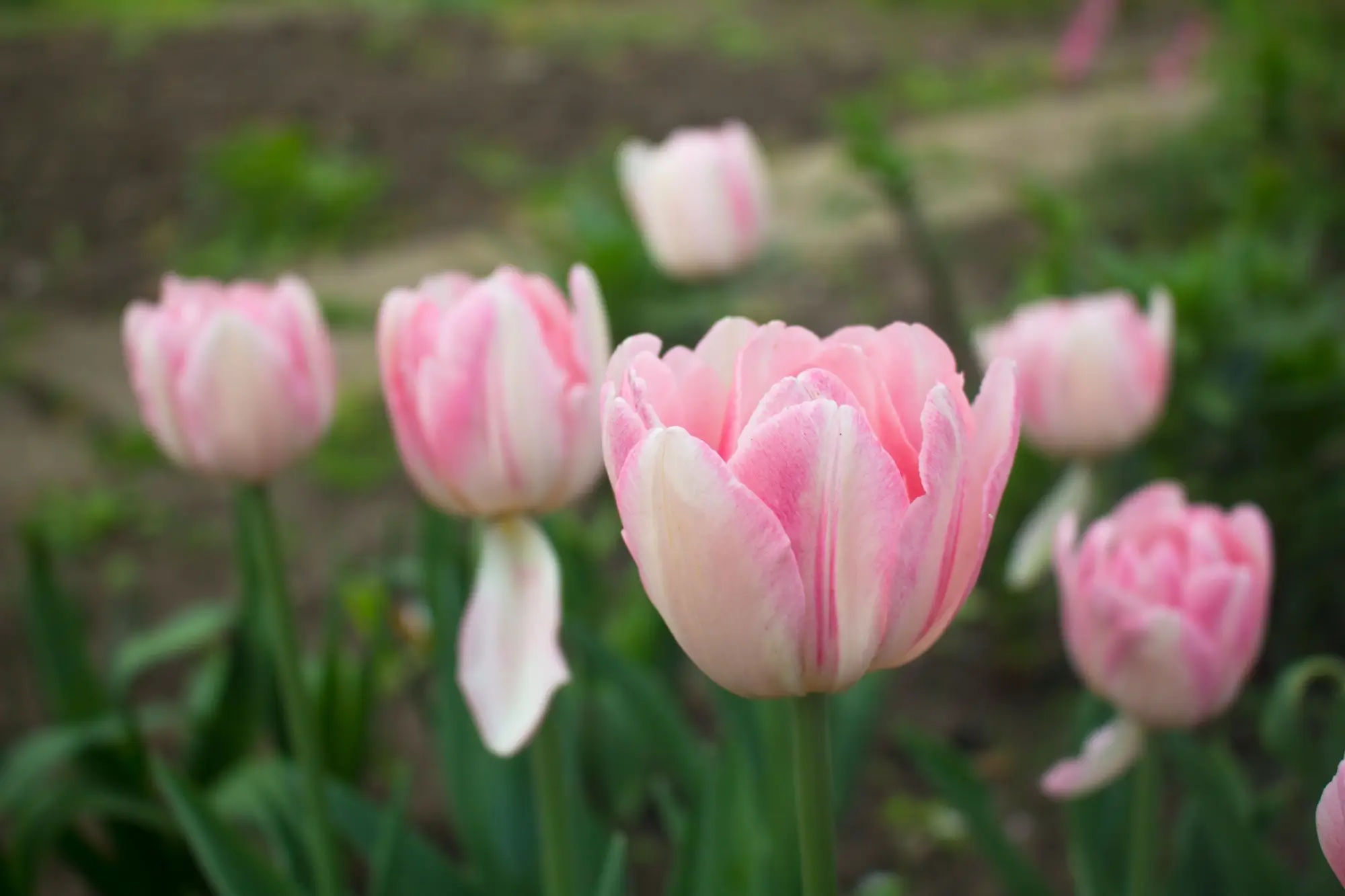 Okrasnou zahradu na rozdíl od ovocných stromů chlad tolik neohrozí | TVGURU.cz Okrasnou zahradu, na rozdíl od ovocných stromů, chlad tolik neohrozí