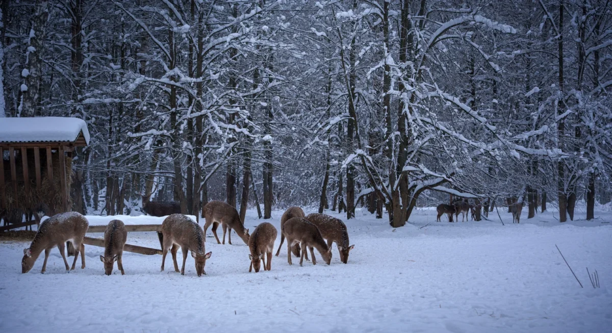 Krmelec v zimě se zvířaty