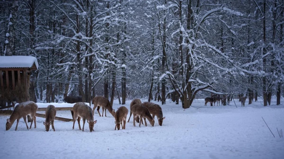 Krmelec v zimě se zvířaty