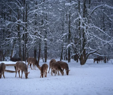 Krmelec v zimě se zvířaty