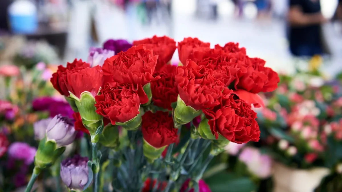 Červené karafiáty