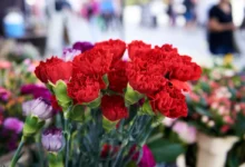 Červené karafiáty