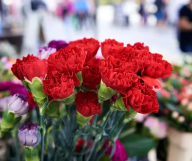 Červené karafiáty