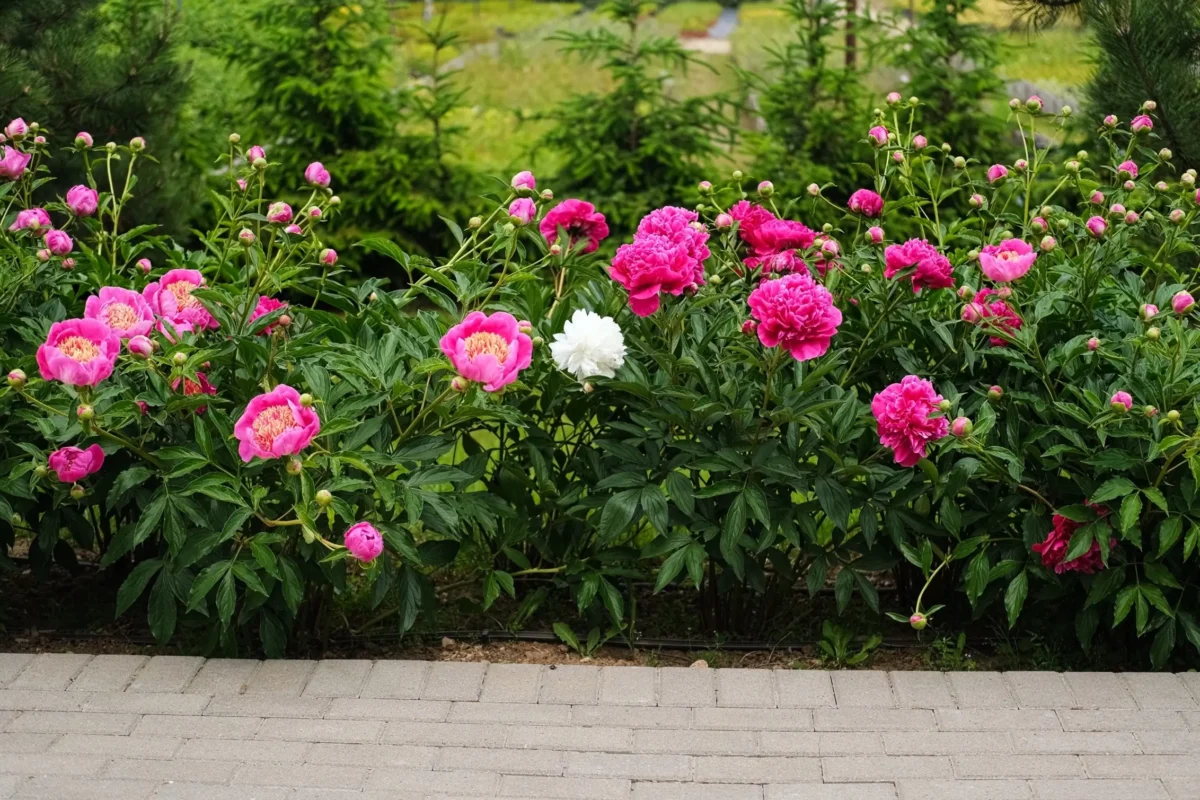 Vedle chodníku kvetou pivoňky. 